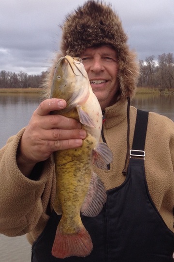 Bullhead