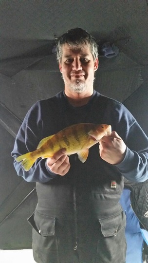 Yellow Perch