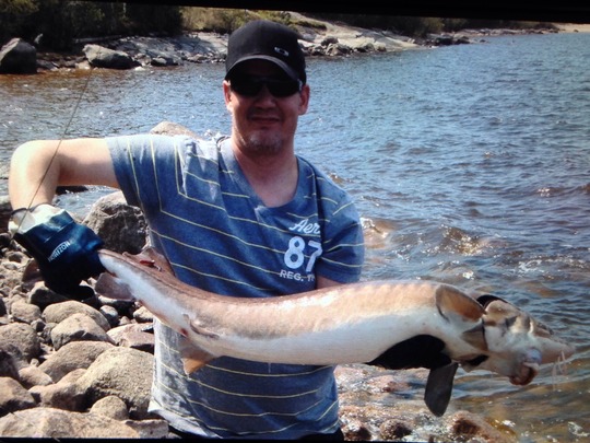 Lake Sturgeon