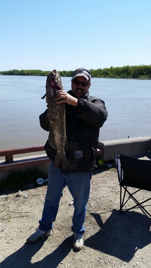 Channel Catfish