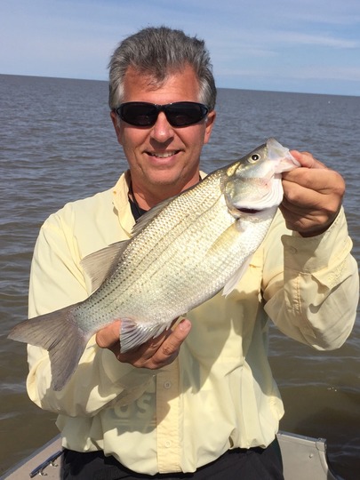 White Bass