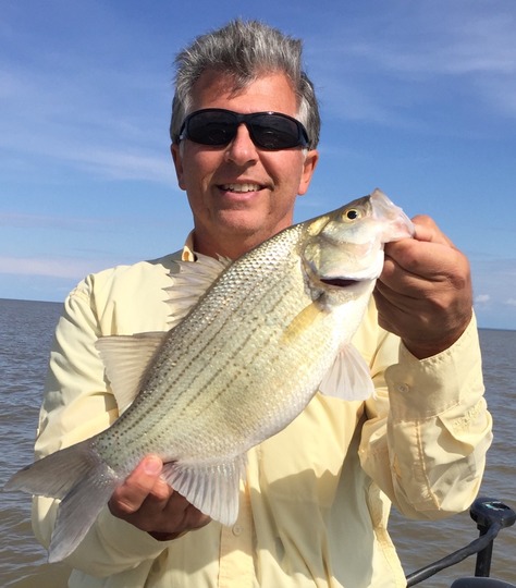 White Bass