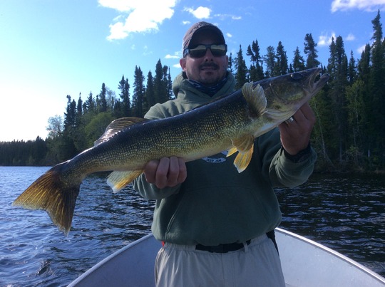 Walleye