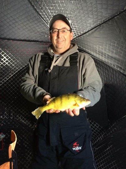 Yellow Perch