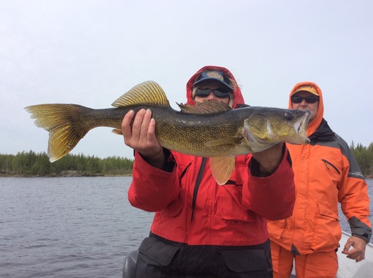 Walleye