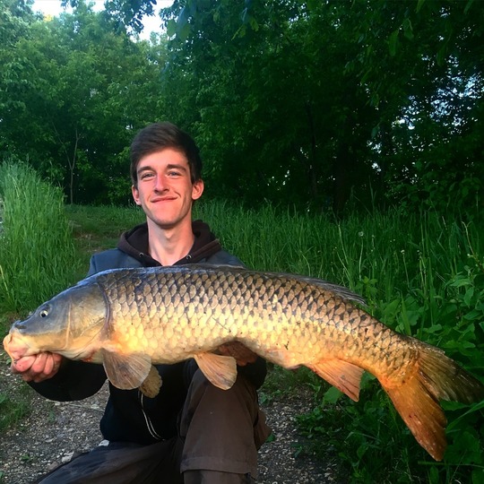 Common Carp