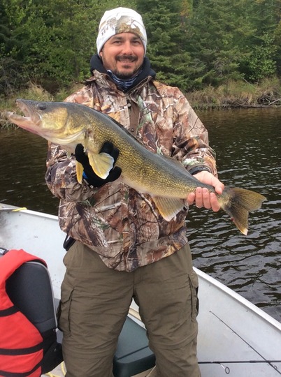 Walleye