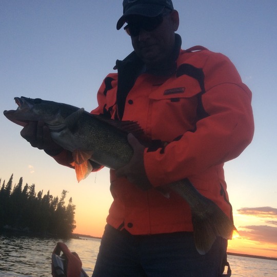 Walleye