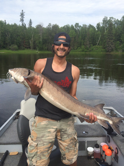 Lake Sturgeon