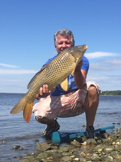 Common Carp