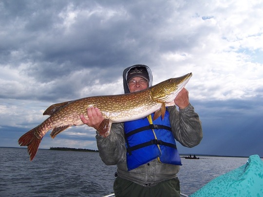 Northern Pike