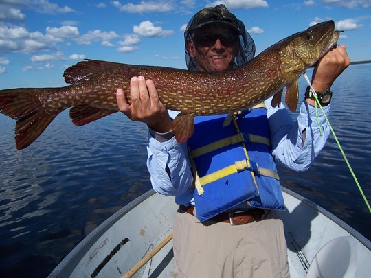 Northern Pike
