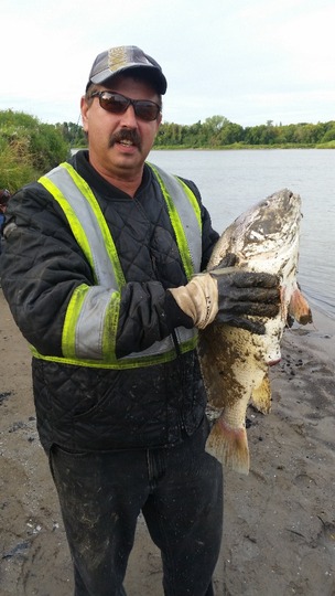 Freshwater Drum