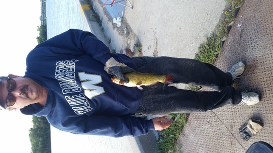 Bullhead