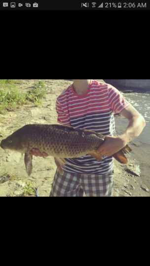 Common Carp