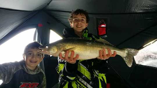 Walleye