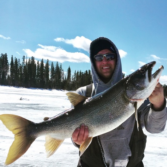 Lake Trout