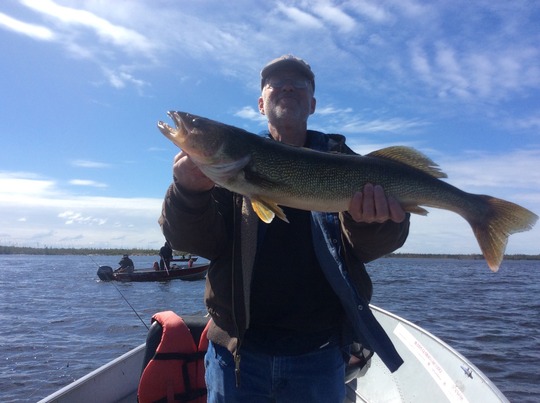 Walleye