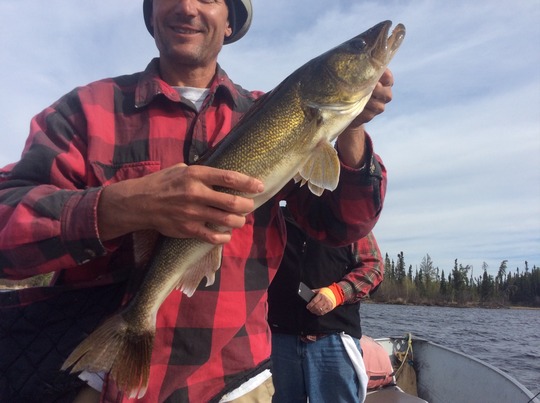 Walleye