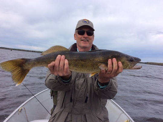 Walleye