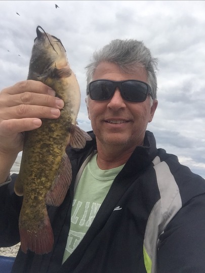 Bullhead