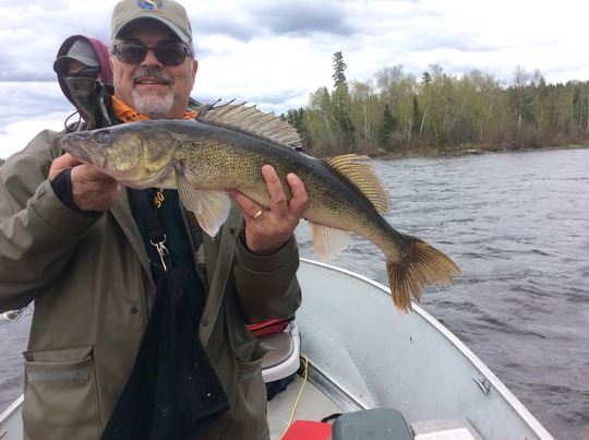 Walleye