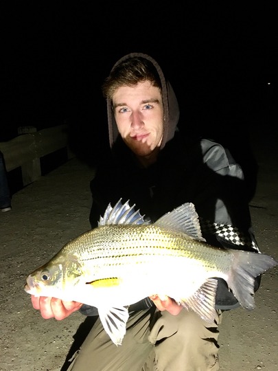 White Bass
