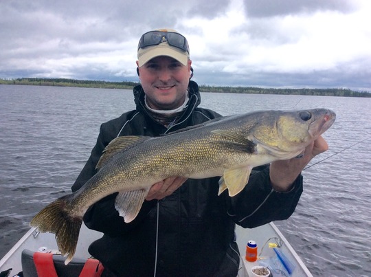 Walleye