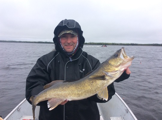 Walleye