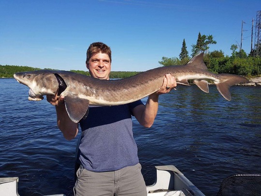 Lake Sturgeon