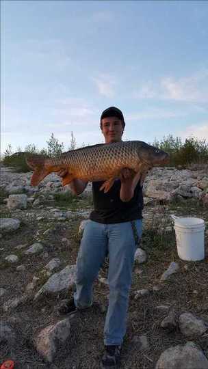 Common Carp
