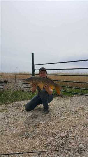 Common Carp