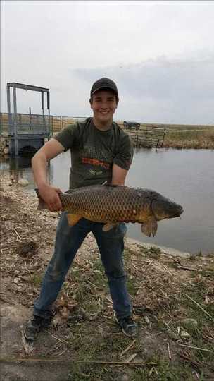 Common Carp