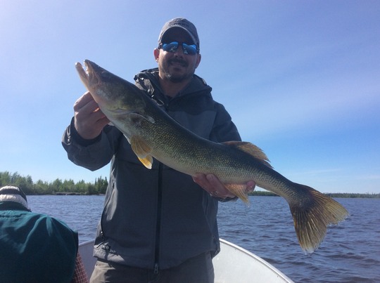 Walleye