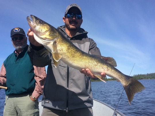 Walleye