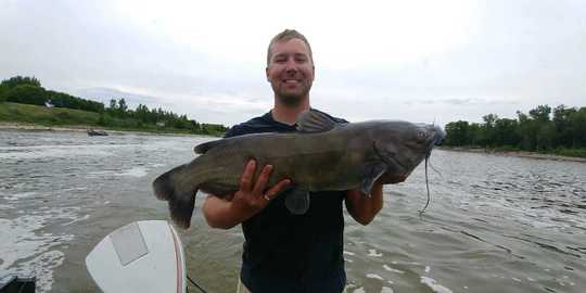 Channel Catfish