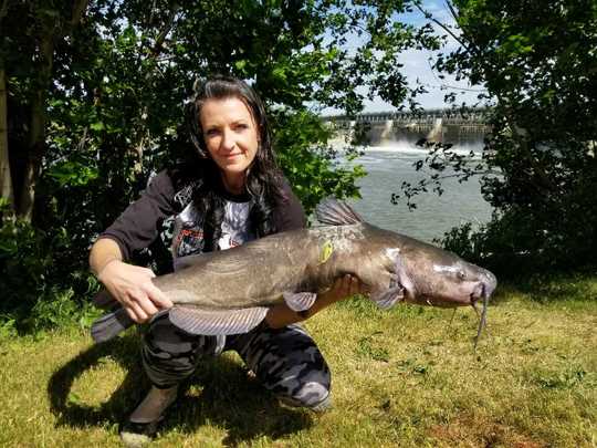 Channel Catfish