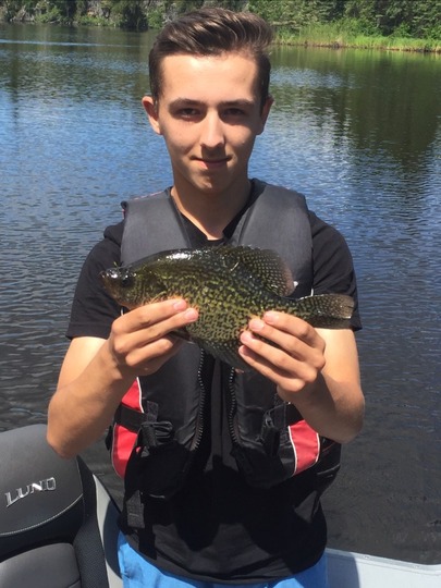 Black Crappie