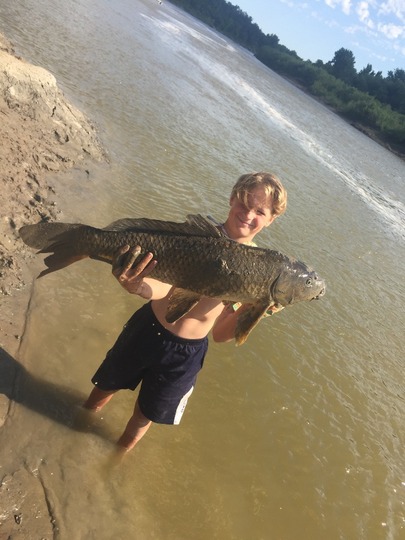 Common Carp