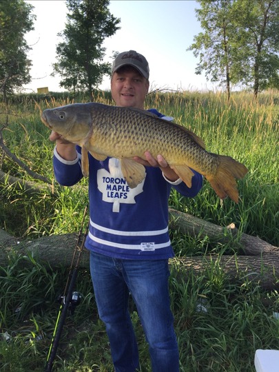 Common Carp