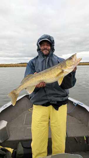 Walleye