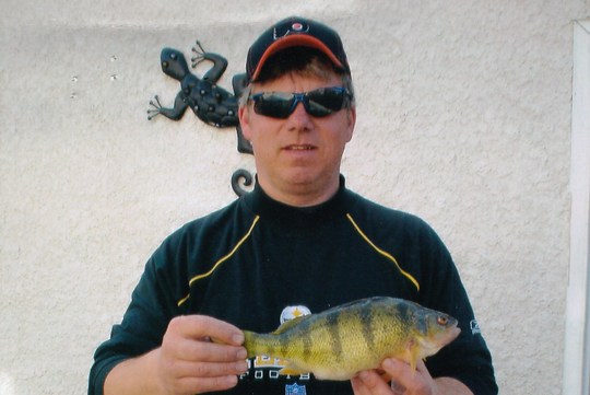 Yellow Perch