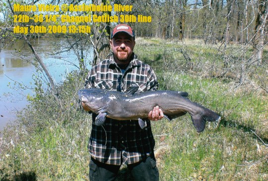 Channel Catfish