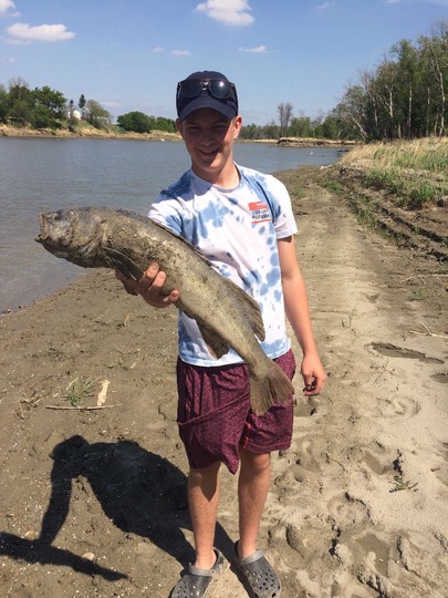 Walleye