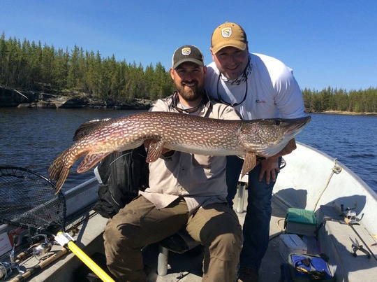 Northern Pike