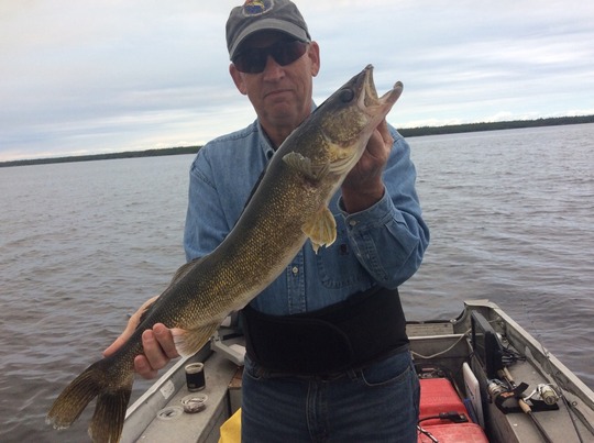 Walleye