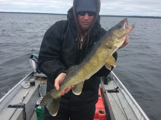 Walleye