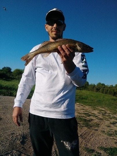 Sauger