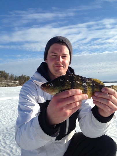 Yellow Perch