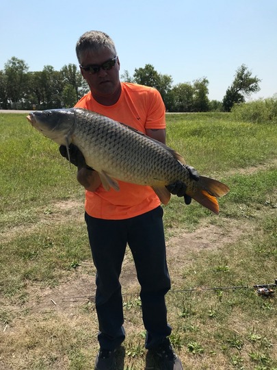 Common Carp